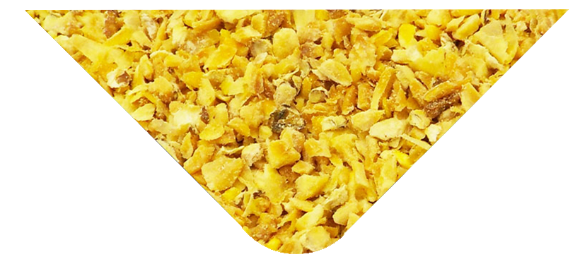 hijaz_suppliers_tri_maize_germ