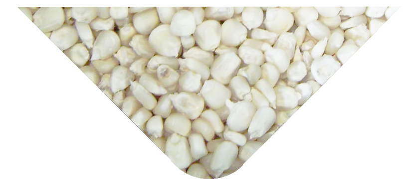 hijaz_suppliers_tri_white-maize