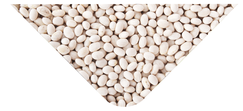 hijaz_suppliers_tri_white-pea